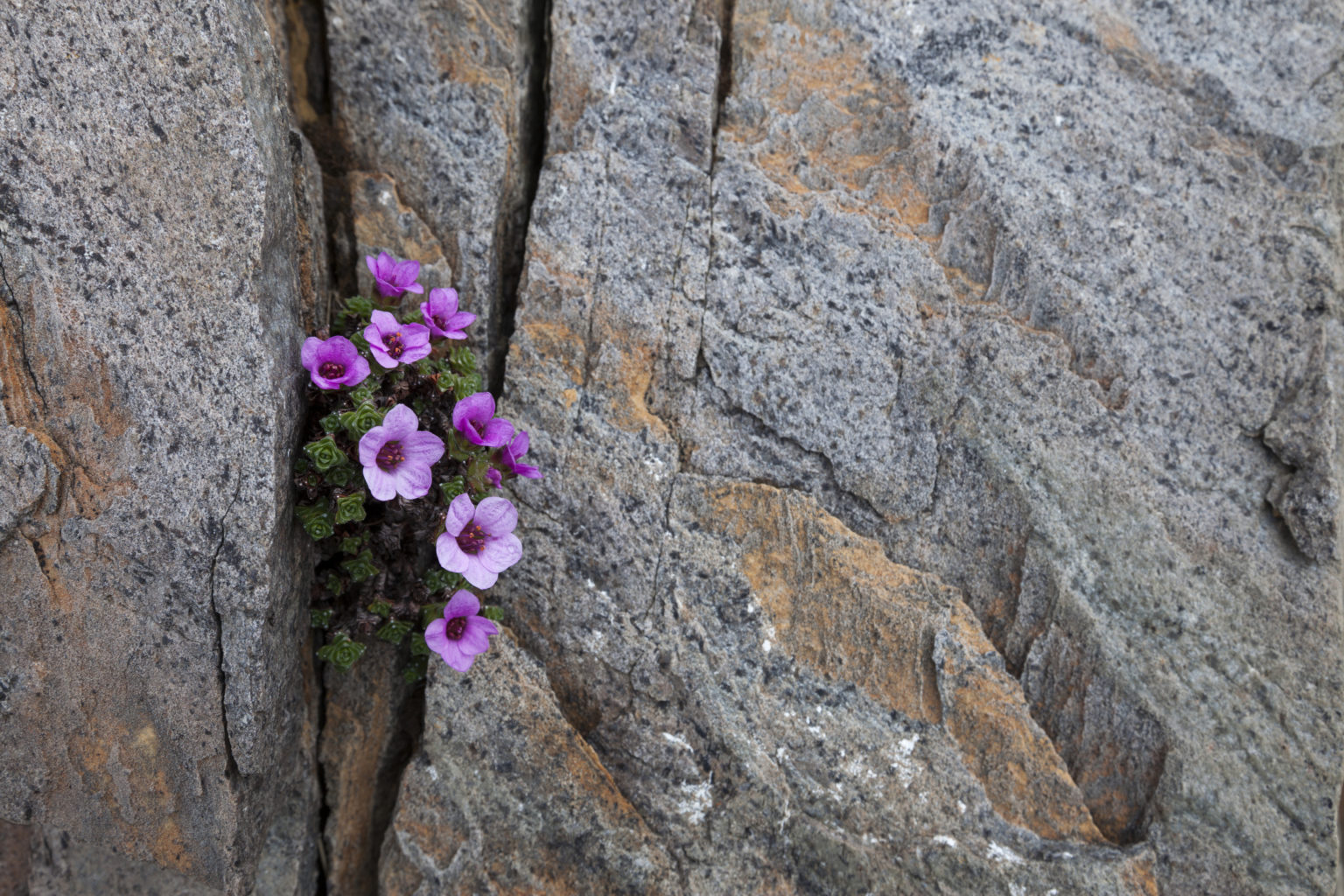 Цветы в расщелинах камней